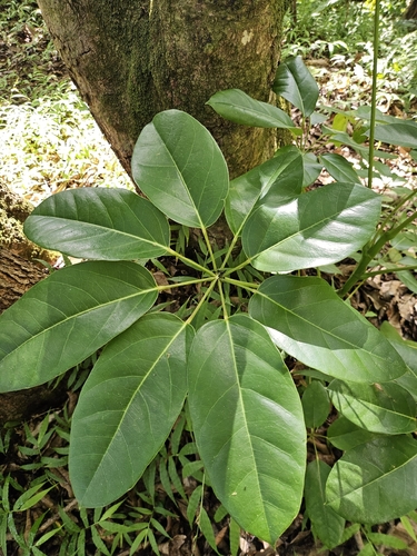 Schefflera, 2026-10-14