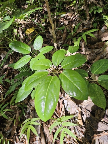 Schefflera, 2026-10-14