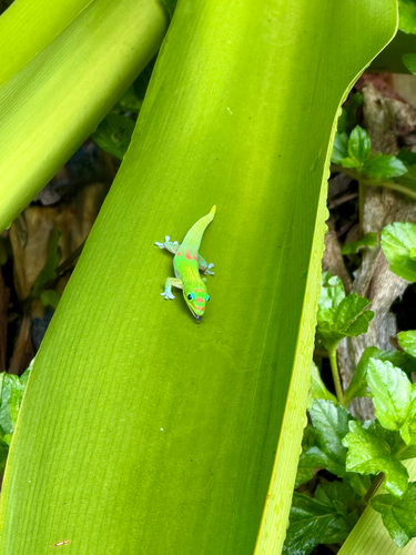 Phelsuma laticauda observed 2026-10-14