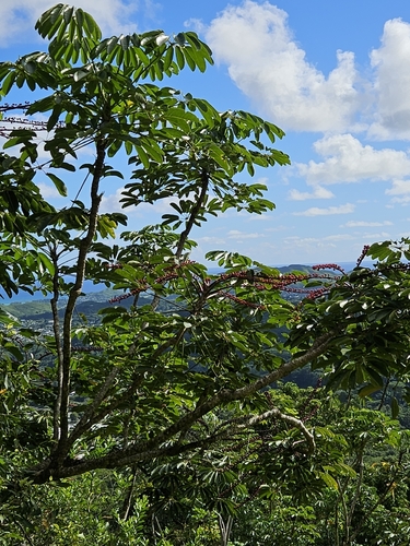 Schefflera, 2026-10-14