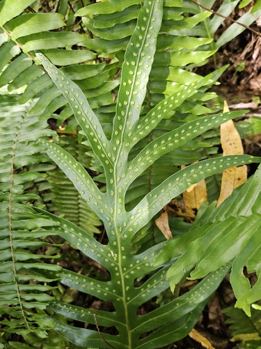 Microsorum grossum observed 2026-10-14