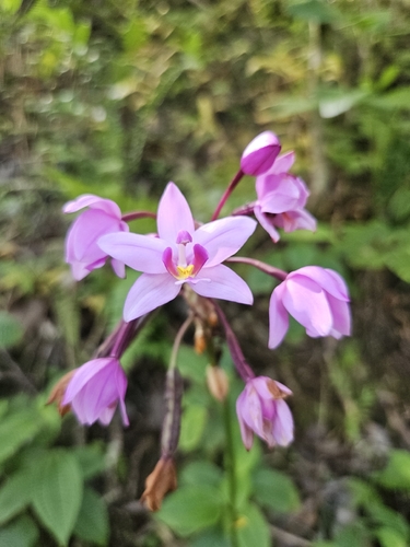 Spathoglottis plicata observed 2026-10-14
