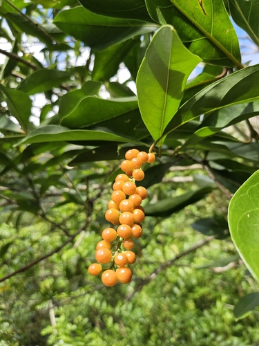 Citharexylum caudatum observed 2026-10-14