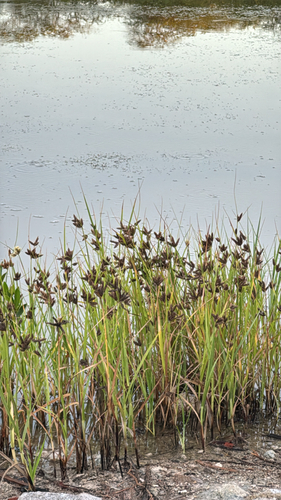 Bolboschoenus maritimus observed 2026-10-14