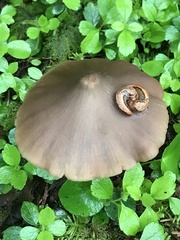 Prophysaon vanattae