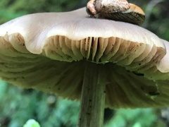 Prophysaon vanattae