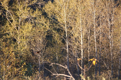Northern Harrier