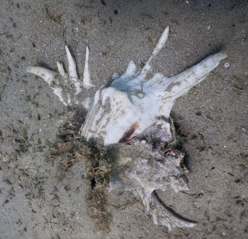 Chicoreus ramosus observed 2026-10-11