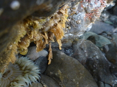 Aglaophenia latirostris