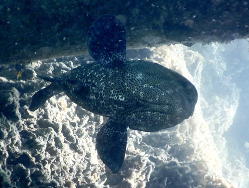 Epinephelus polyphekadion observed 2026-10-14