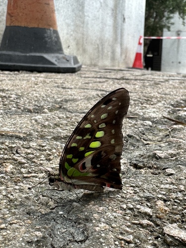 Tailed Jay