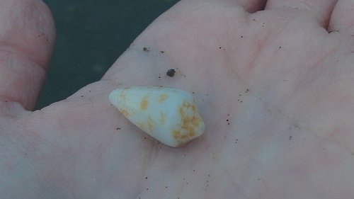 Conasprella lucida observed 2026-08-26