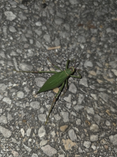Common True Katydid