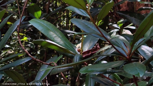 Campnosperma zeylanicum observed 2026-10-05