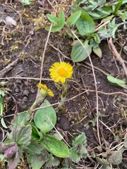 Tussilago