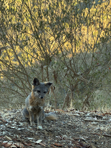 Santa Catalina Island Fox observed by julieinavalon