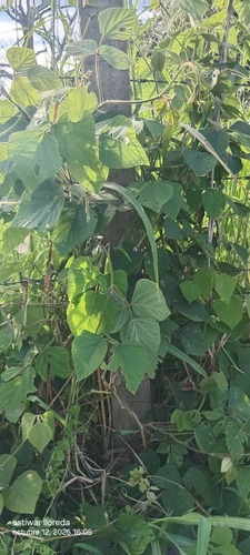 Neustanthus phaseoloides observed 2026-10-12