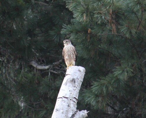 Merlin