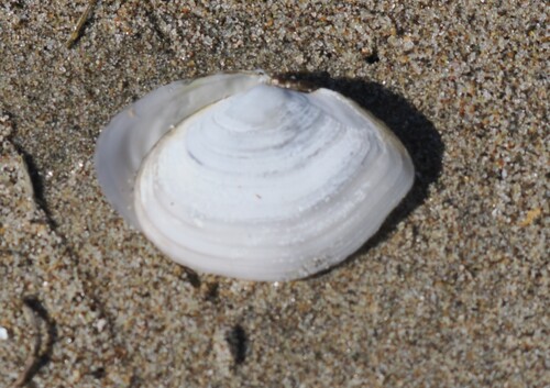 Rexithaerus secta, 2026-10-14