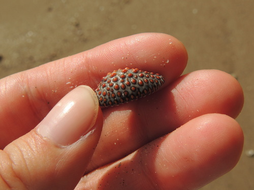 Jenneria pustulata observed 2026-08-27