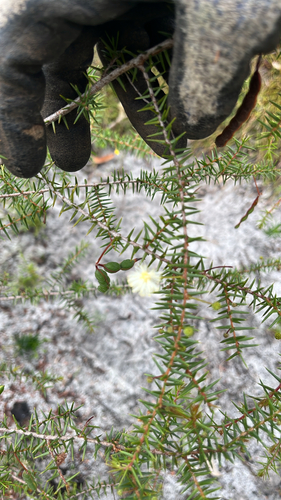 Acacia ulicifolia observed 2026-10-15