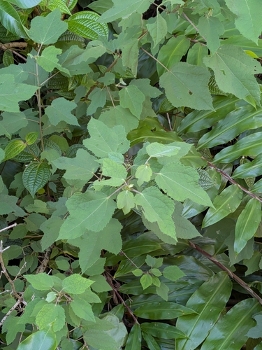 Triumfetta semitriloba observed 2026-10-05