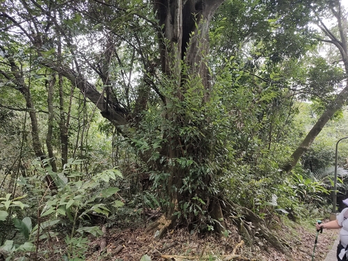 Castanopsis carlesii observed 2026-10-15