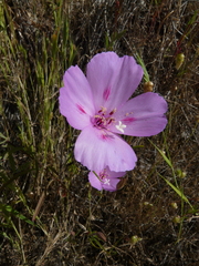 Clarkia gracilis sonomensis