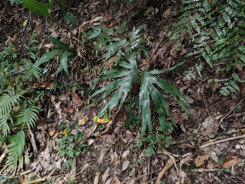 Dipteris conjugata observed 2026-10-15