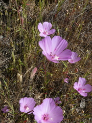 Clarkia gracilis sonomensis