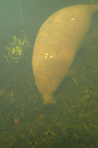 Florida Manatee observed by rangerval