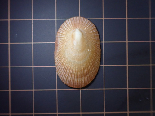 Cymbula compressa observed 2026-09-13