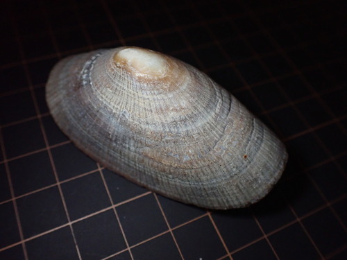 Cymbula compressa observed 2026-09-14