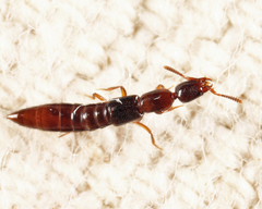 Stictolinus flavipes