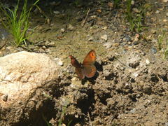 Erebia triarius