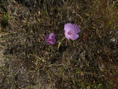 Clarkia gracilis sonomensis