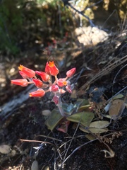 Dudleya cymosa pumila