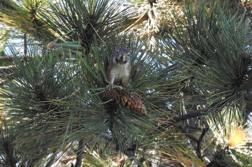 Fremont's Squirrel observed by williamschmidt
