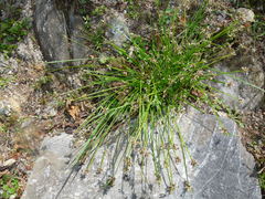 Isolepis distigmatosa