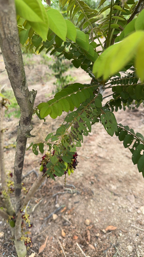 Averrhoa bilimbi observed 2026-10-15