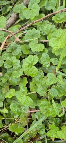 Hydrocotyle hirta, 2026-10-15