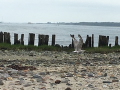 Larus