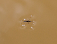 Limnoporus canaliculatus