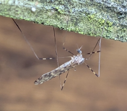 Sixspot Cranefly