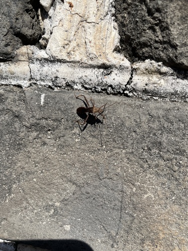 Riptortus pedestris