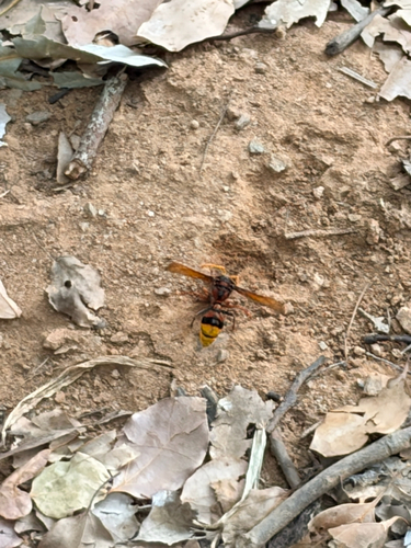 Delta pyriformis, 2026-10-15