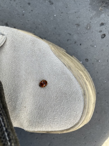 Asian Lady Beetle