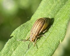 Ophraella communa
