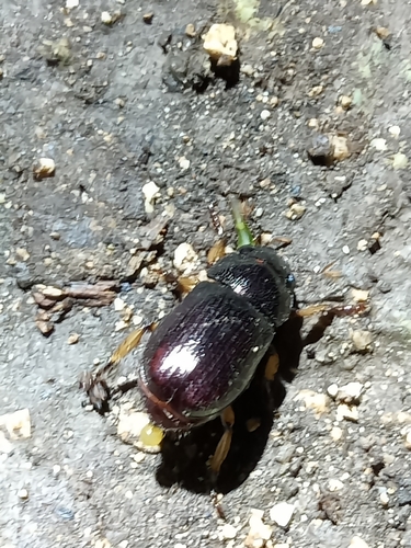 Escarabajo Esbelto del Estiércol