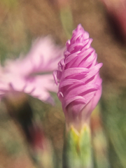 Dianthus gratianopolitanus